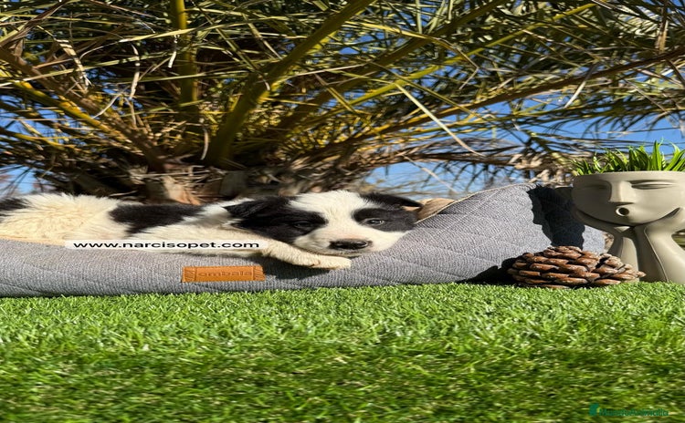 Border Collie perros - Propaganda 8