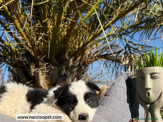 Border Collie perros - Anuncio 19