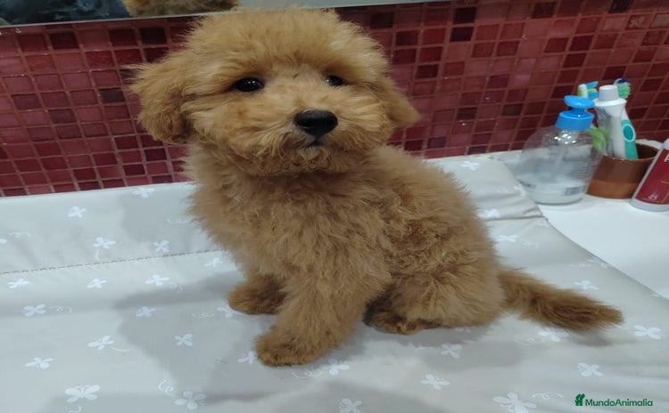 Caniche Toy perros - Anuncio 2