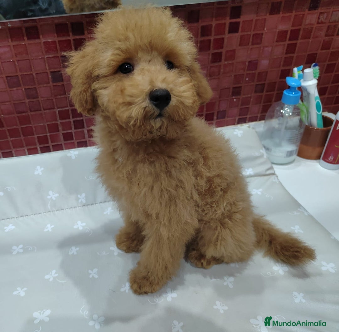 Caniche Toy perros en venta: Último Cachorro de Caniche Toy - Imagen 1