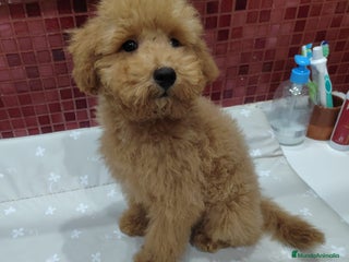 Caniche Toy perros - Anuncio 10