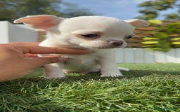 Chihuahua perros en venta: CHIHUAHUA MACHO - Imagen 15