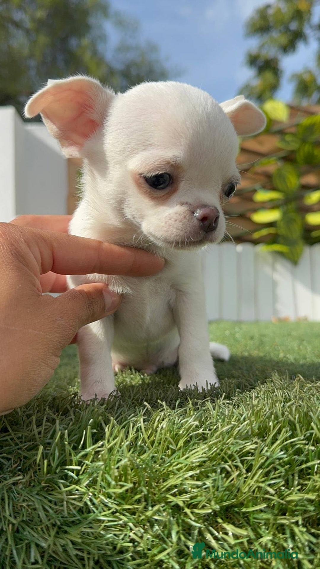 Chihuahua perros en venta: CHIHUAHUA MACHO - Imagen 15