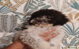 Perro de Agua Español perros en venta: Rabon de nacimiento ❗❗ - Imagen 1