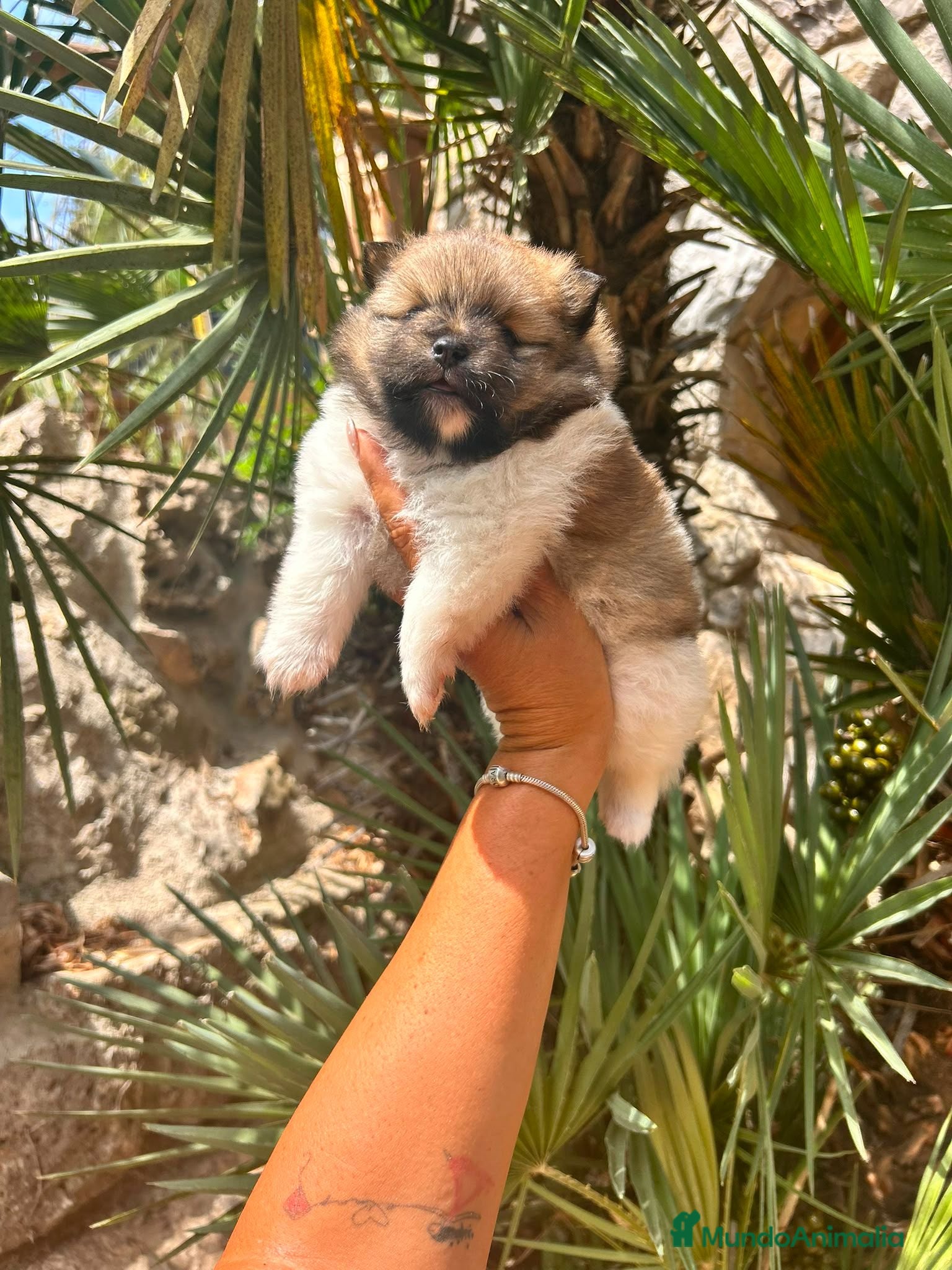 Pomerania perros Pomerania Toy hembra  - Anuncio 4