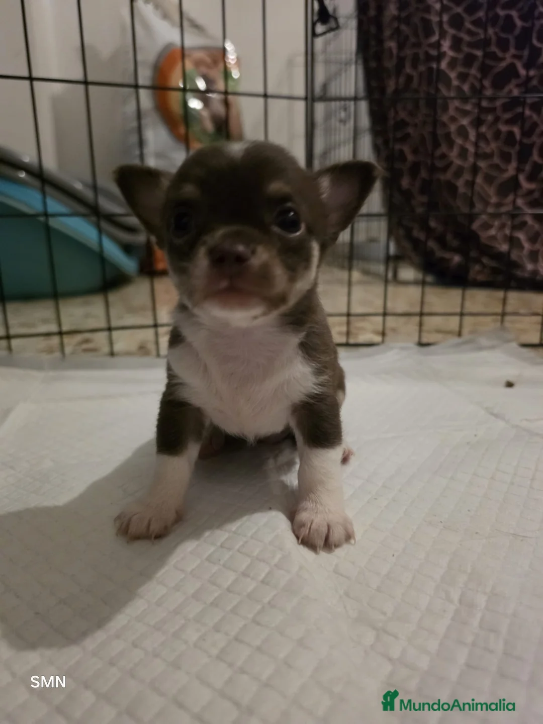 Chihuahua perros en venta: camada chihuahua  - Anuncio 2