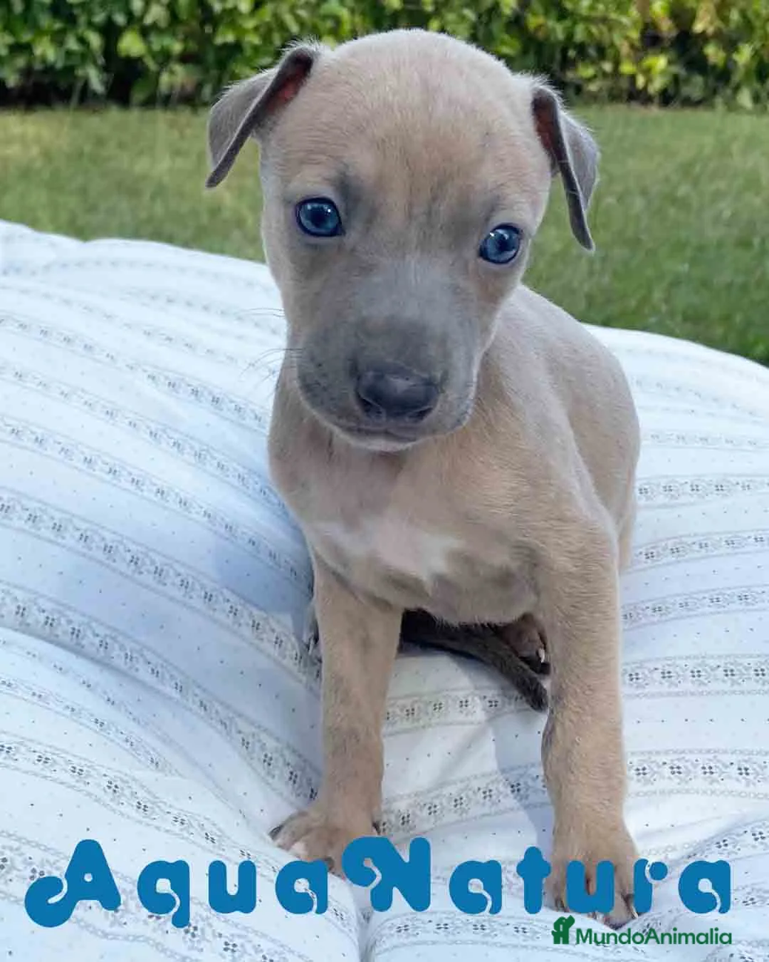 Pequeño Lebrel Italiano perros en venta: Lebrel Italiano Hembra 5886 - AQUANATURA en Barcelona - Anuncio 2