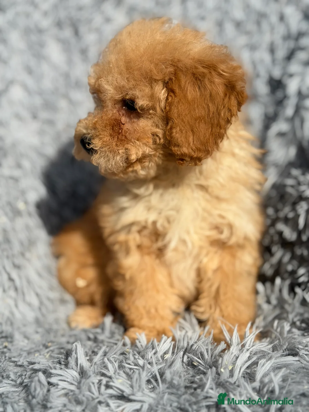 Maltipoo perros en venta: Maltipoo macho Toy  - Anuncio 8