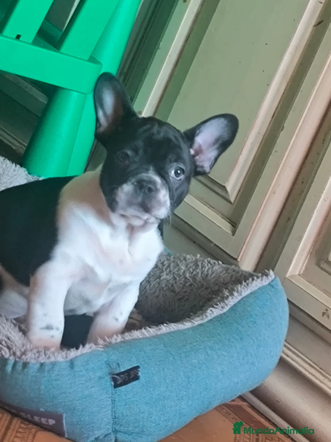 Bulldog Francés perros en venta: Último bulldog francés  - Anuncio 2