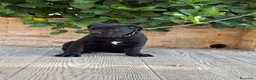 Cane Corso perros en venta: Cachorras de cane corso  - Anuncio 10