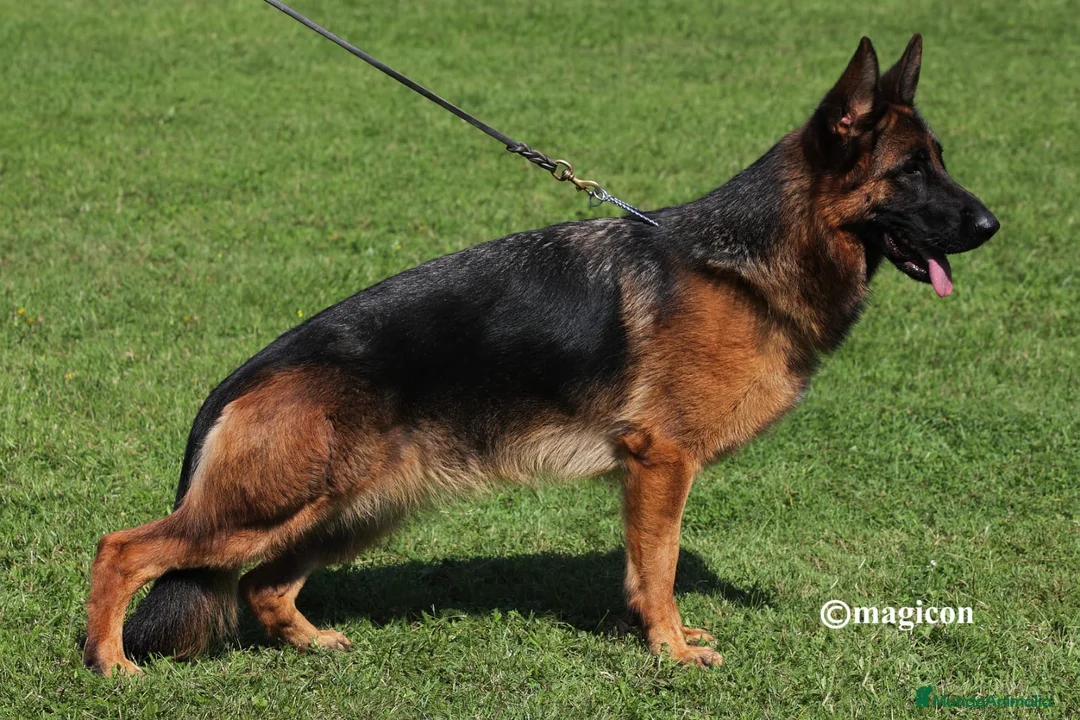 Pastor Alemán perros en venta: Espectaculares cachorros de pastor alemán  - Anuncio 2