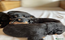 Rottweiler perros en venta: Rottweiler - Imagen 10