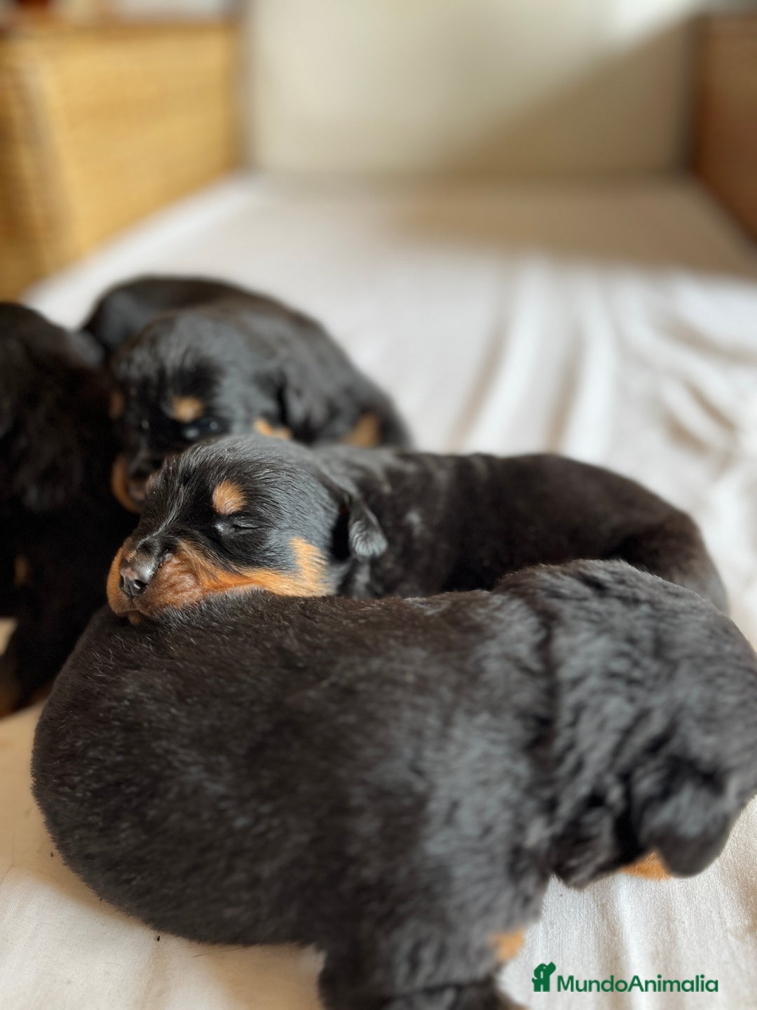 Rottweiler perros en venta: Rottweiler - Imagen 10