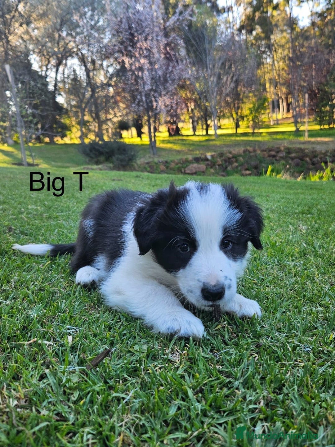 Border Collie perros en venta: Border collie BARCELONA  - Anuncio 2