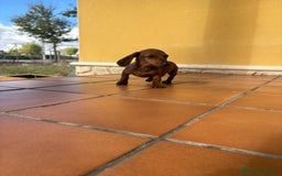 Teckel perros en venta: Teckel kaninchen merle chocolate diluido - Anuncio 19