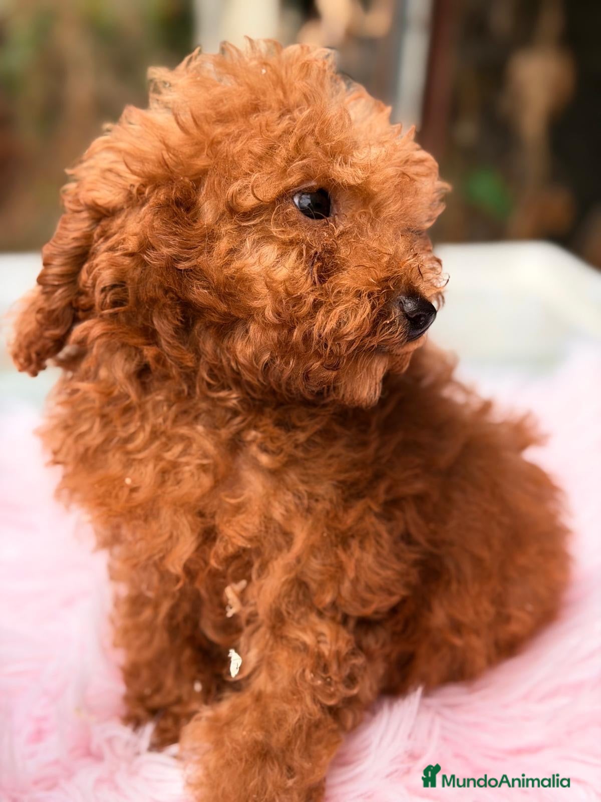 Caniche Toy perros CANICHE TOY ROJO PIMENTÓN CALIDAD - Anuncio 1