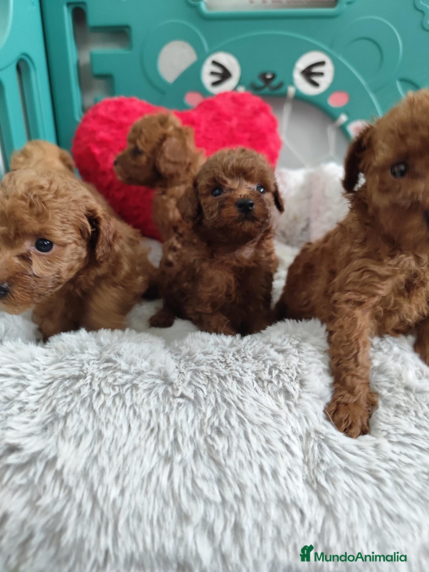 Caniche Toy perros Caniche toy - Anuncio 3