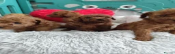 Caniche Toy perros en venta: Caniche toy - Anuncio 1