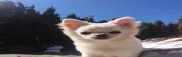 Chihuahua perros en venta: Chihuahua - Anuncio 2