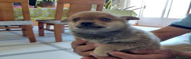 Chihuahua 1