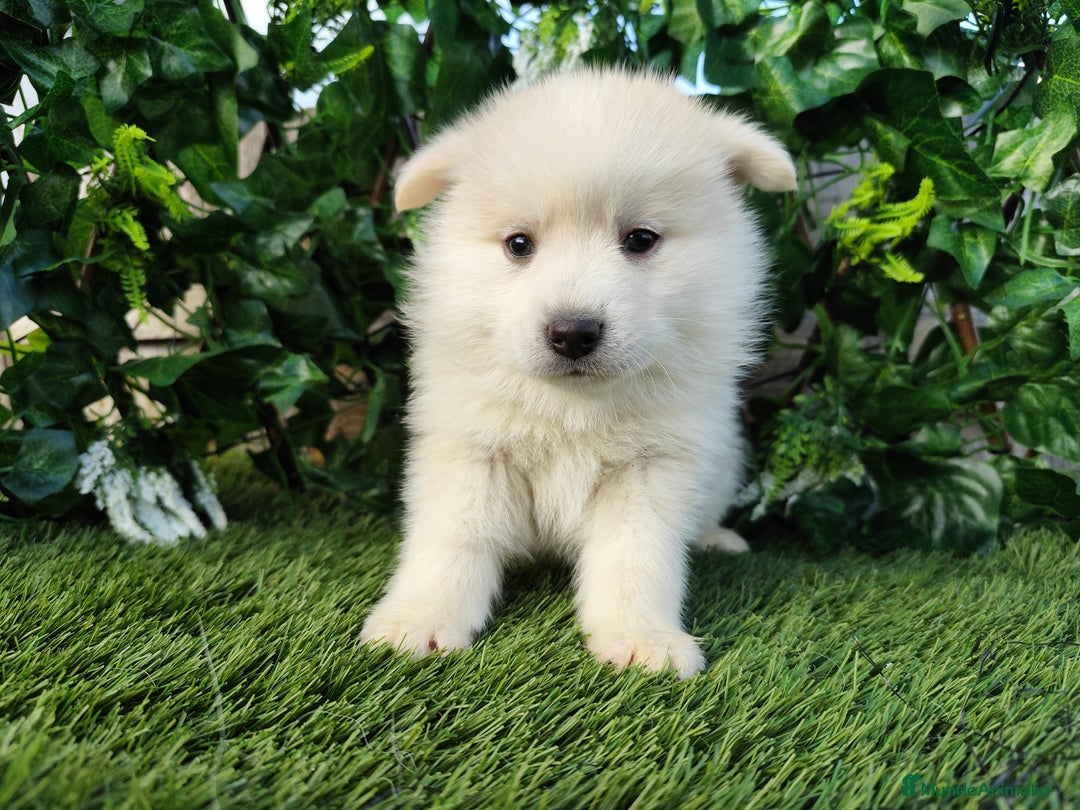 Pomsky perros en venta: Pomsky  - Anuncio 4