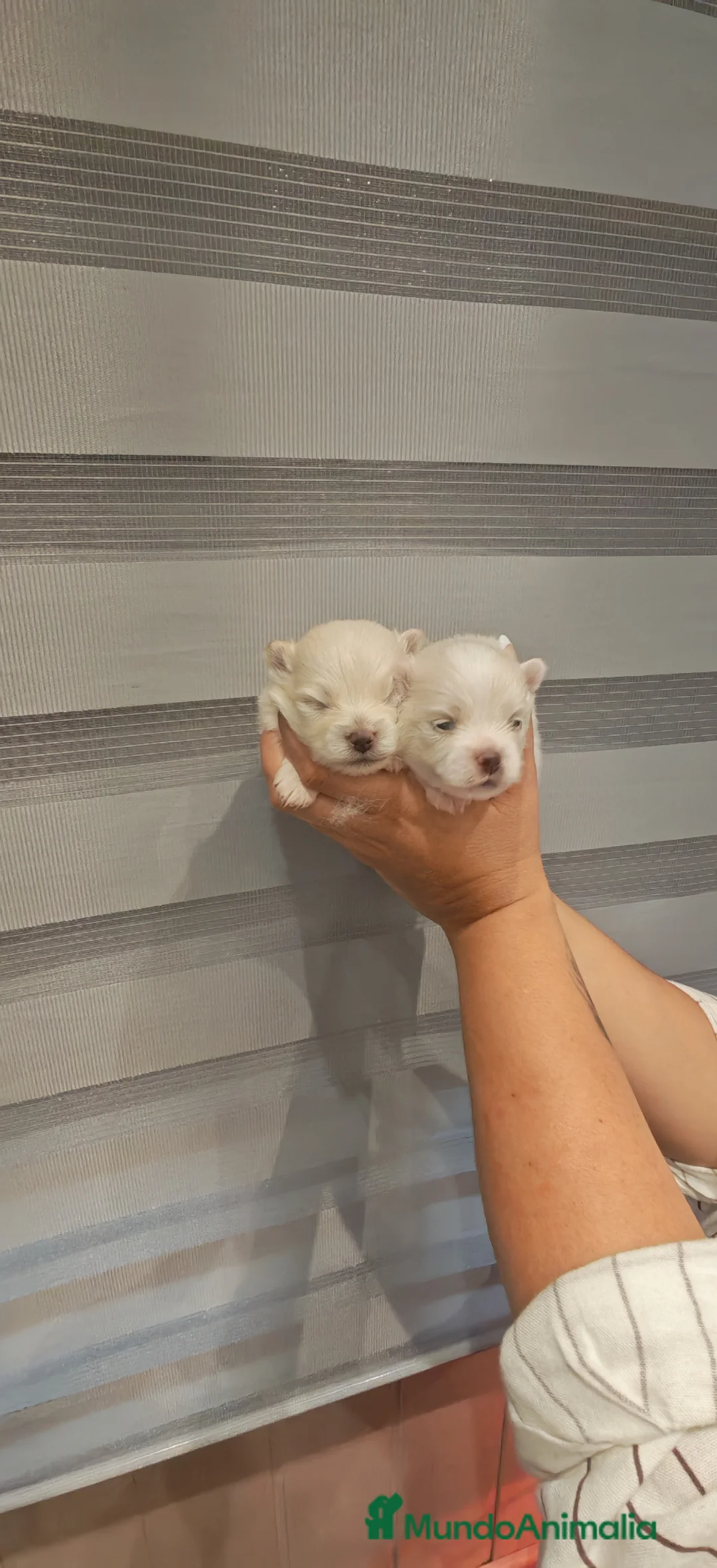 Pomerania perros en venta: Disponible 3 hembras y 1 machoPOMERANIA - Anuncio 2