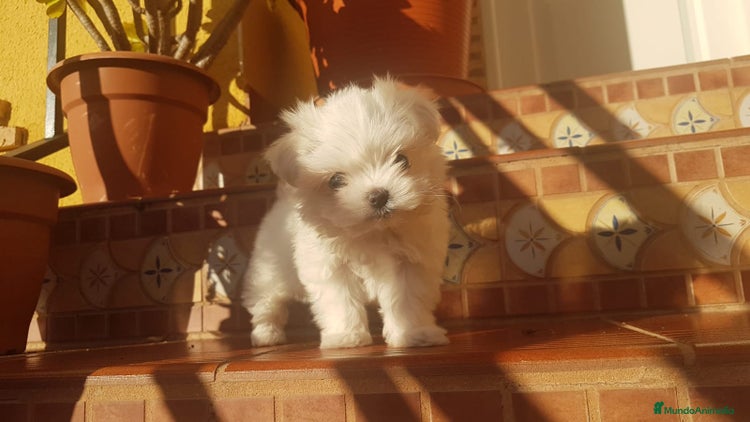 Bichón Maltés perros Bichón maltés miniatura en Badajoz - Anuncio 1