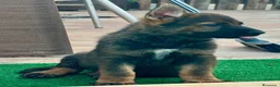 Pastor Alemán perros en venta: Cachorro pastor alemán linea de trabajo - Anuncio 7