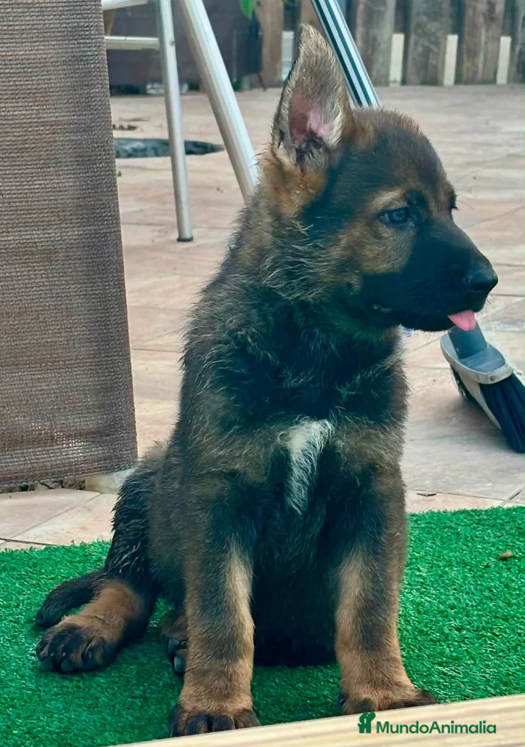 Pastor Alemán perros en venta: Cachorro pastor alemán linea de trabajo - Anuncio 7