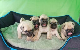 Carlino - Pug perros en venta: ADORABLE CAMADA DE CARLINO PUG - Anuncio 2