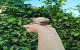 Chihuahua perros en venta: Chihuahua toy  - Imagen 6