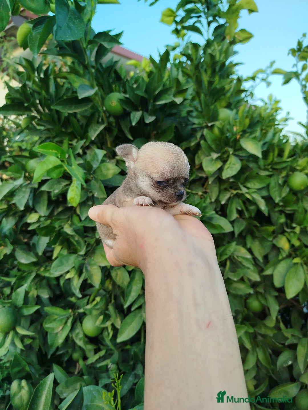 Chihuahua perros en venta: Chihuahua toy  - Imagen 6