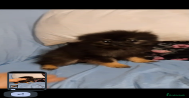 Pomerania perros - Anuncio 6