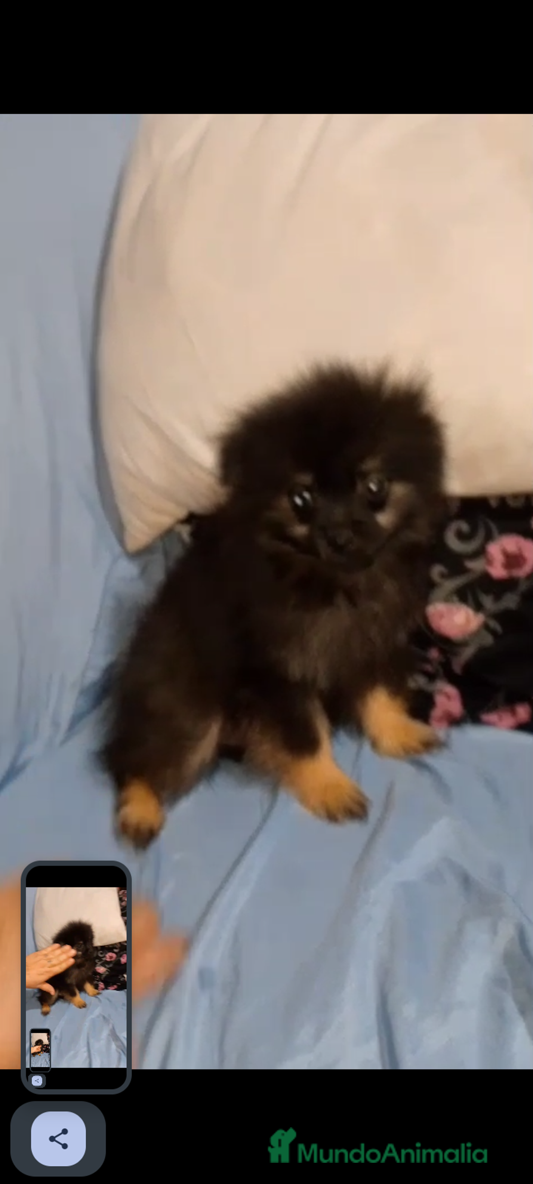 Pomerania perros en venta: Último macho de pomerania 4 meses  - Imagen 2
