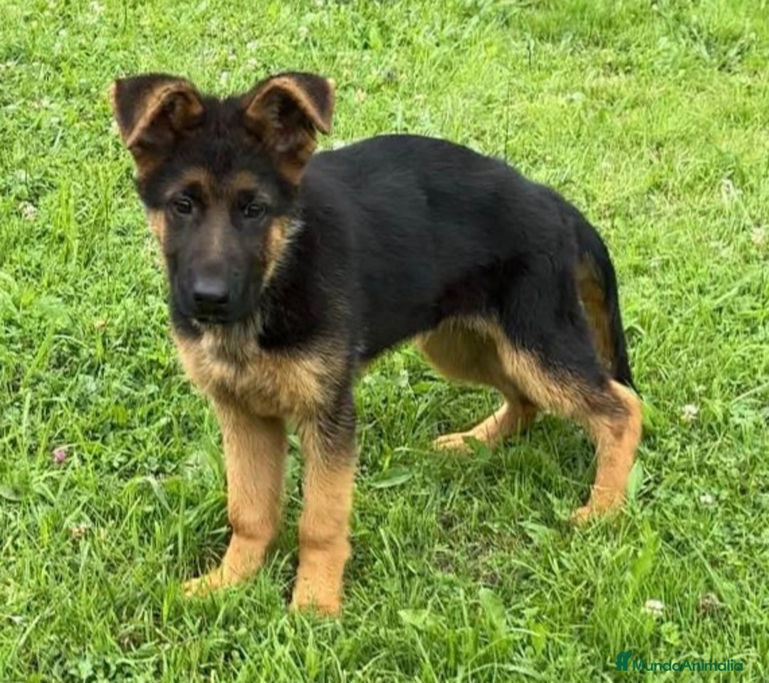 Pastor Alemán perros en venta: Macho pastor Alemán líneas alemanas  - Imagen 2