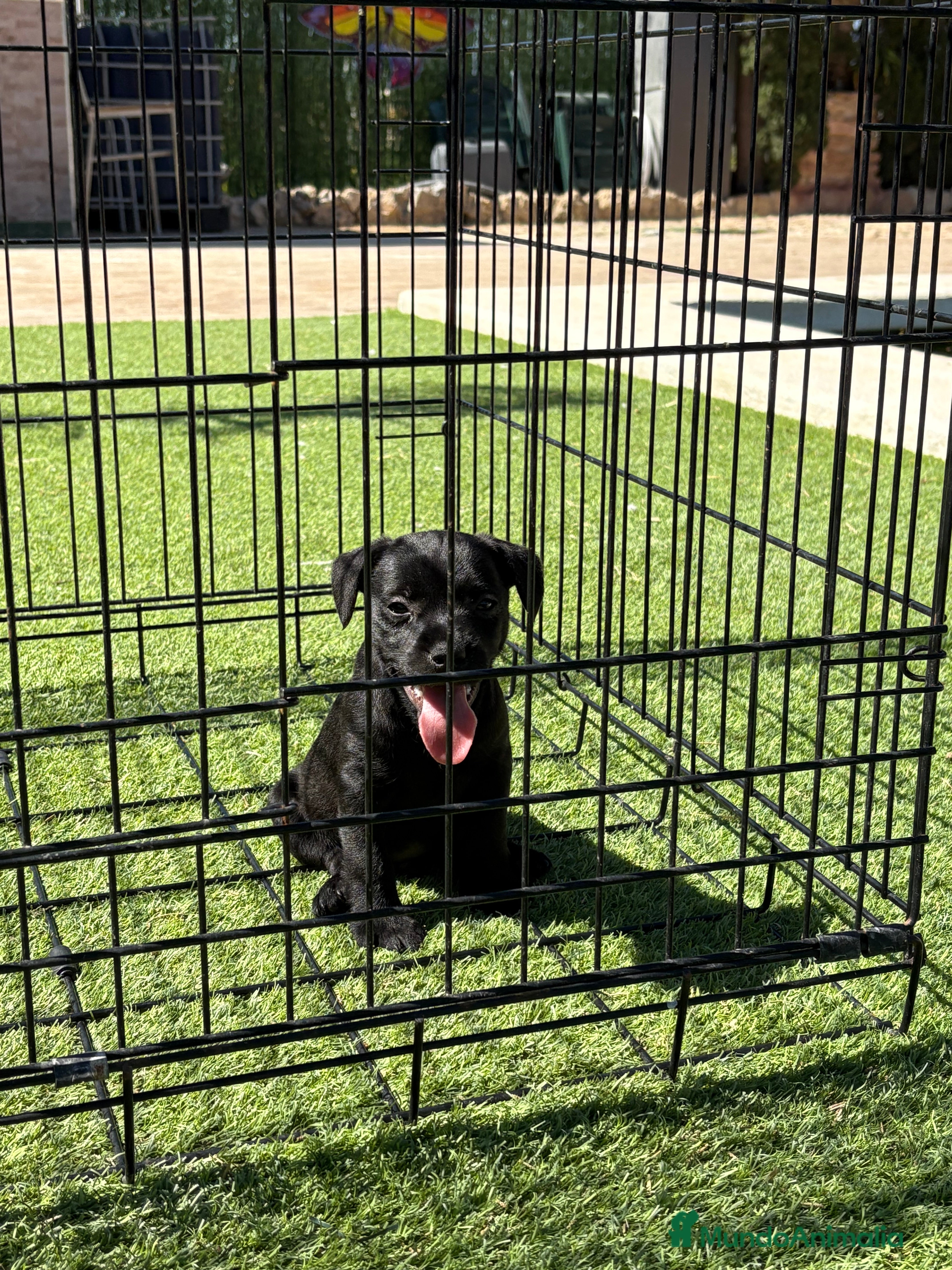 Jack Russell Terrier perros Patterdale terrier  - Anuncio 1