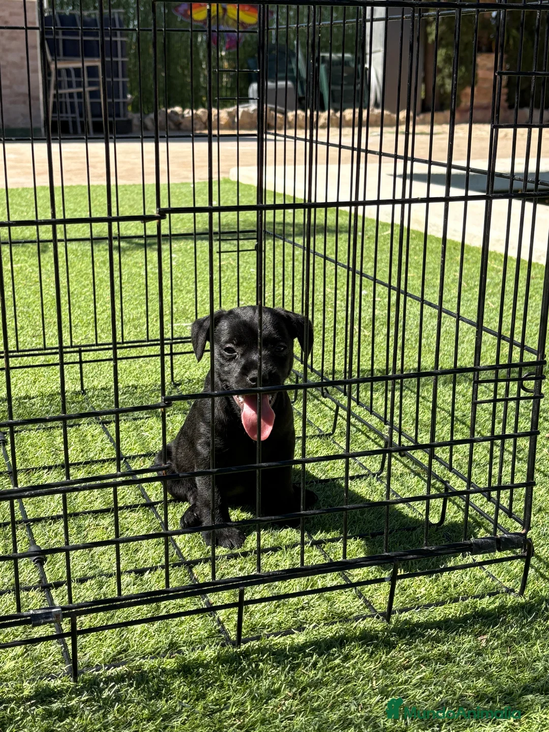 Jack Russell Terrier perros en venta: Patterdale terrier  - Anuncio 1