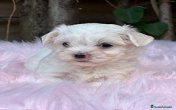Bichón Maltés perros en venta: BICHÓN MALTES AMERICANO TOY - Imagen 3