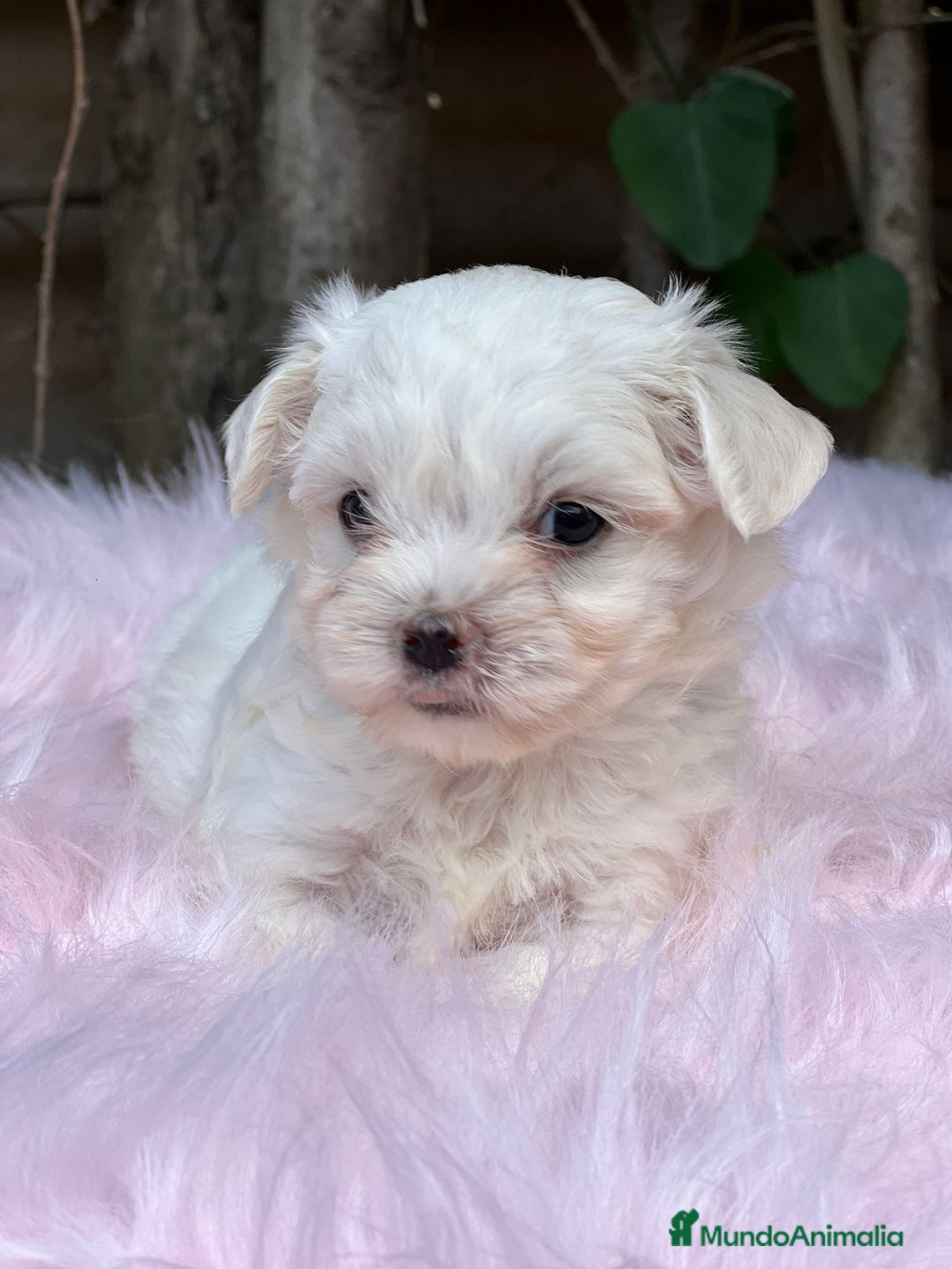 Bichón Maltés perros en venta: BICHÓN MALTES AMERICANO TOY - Imagen 3