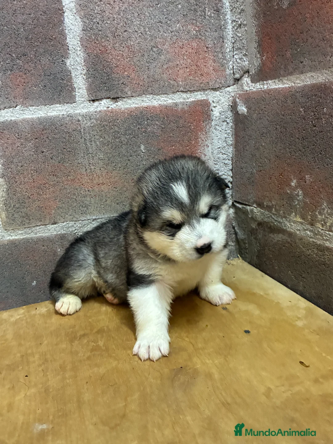 Alaskan Malamute perros en venta: Alaskan Malamute - Anuncio 4