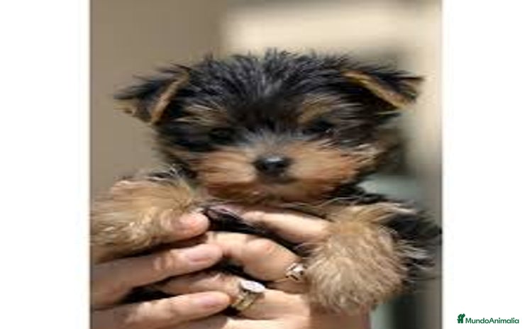 Yorkshire Terrier perros - Anuncio 14