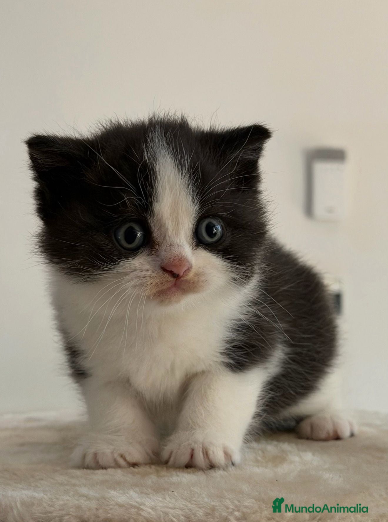 Británico de Pelo Corto gatos Cachorro British Shorthair  - Anuncio 2
