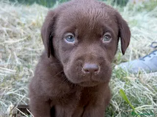 Labrador Retriever perros Labrador Retriever - Anuncio 1