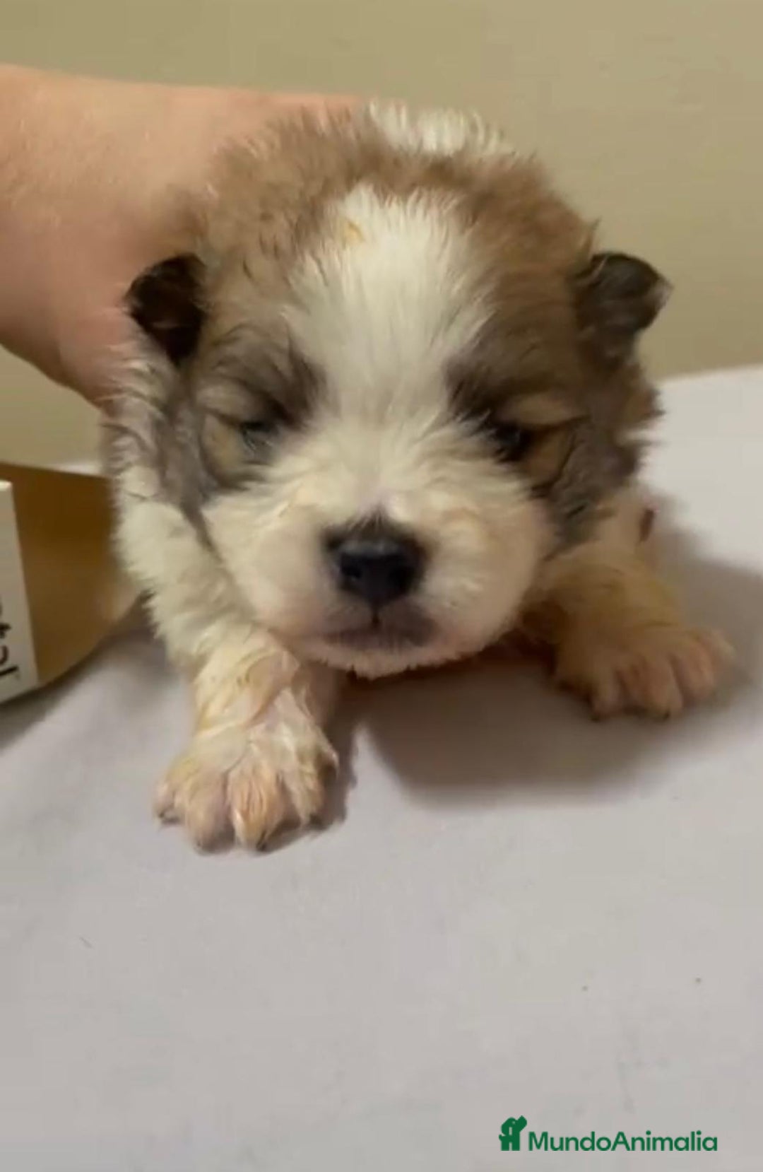 Pomerania perros en venta: Lulu pomerania toy - Anuncio 2