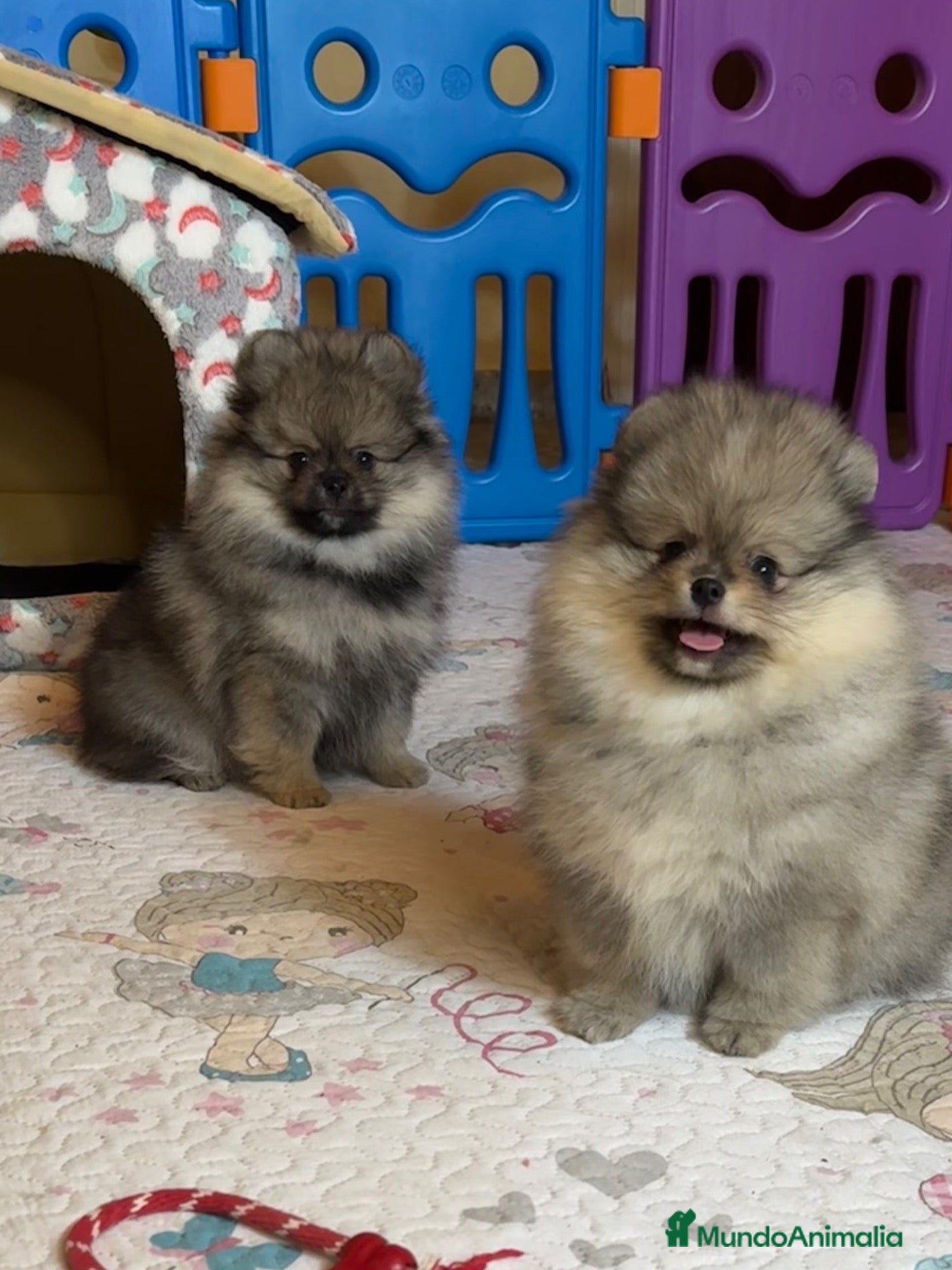 Pomerania perros Pomerania hembra mini - Anuncio 1