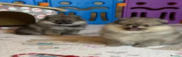 Pomerania perros en venta: Pomerania hembra mini - Anuncio 1