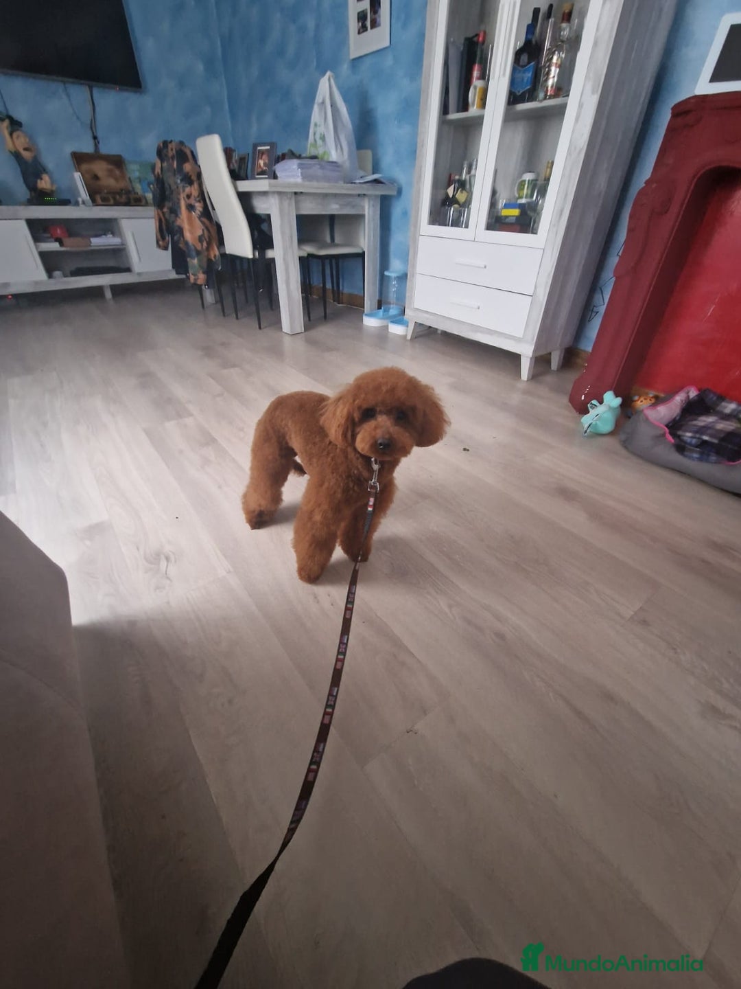Caniche Toy perros en venta: Camada de caniche toy PraoToro  - Anuncio 5