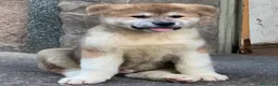 Akita Americano perros en venta: Akita Americano - Anuncio 3