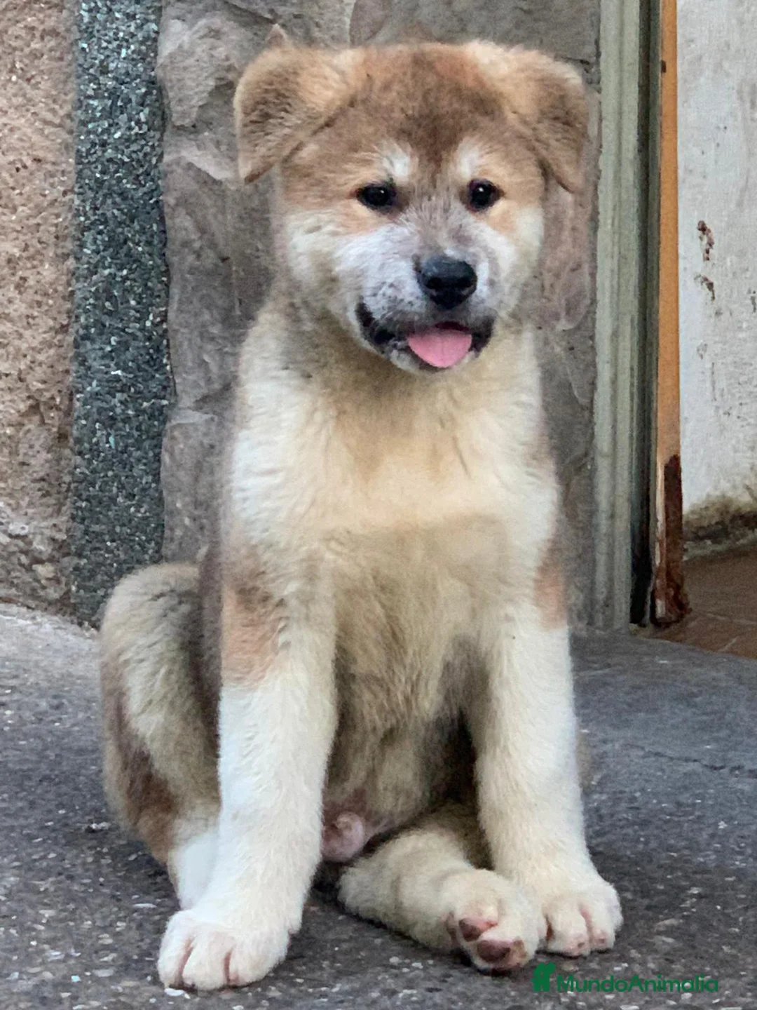 Akita Americano perros en venta: Akita Americano - Anuncio 3