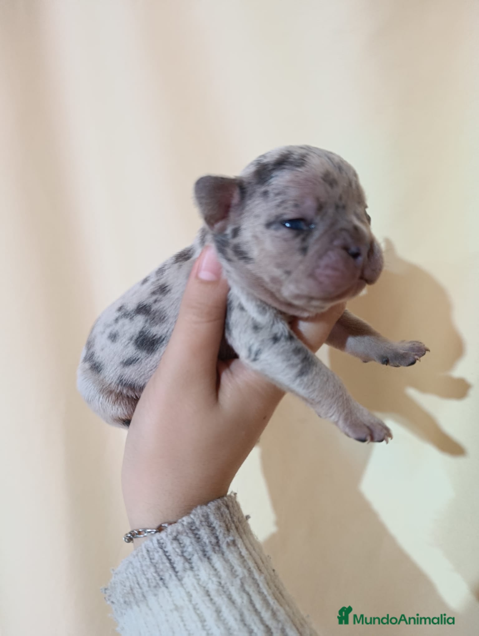 Bulldog Francés perros Bulldog francés exóticos  - Anuncio 1